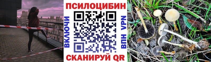 Купить где Черноголовка Псилоцибиновые грибы GOLDEN TEACHER